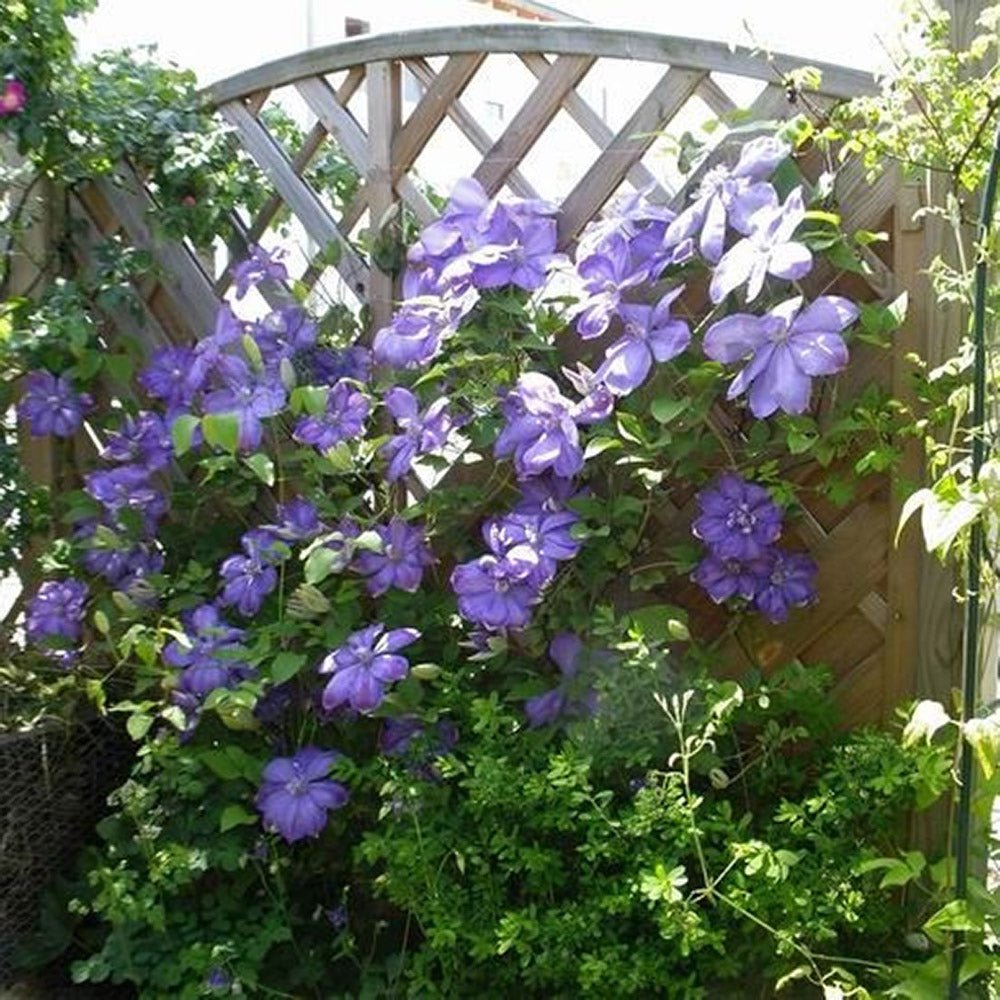 Clematis (Clematita) Mrs Cholmondeley, cu flori albastre-deschise, cataratoare