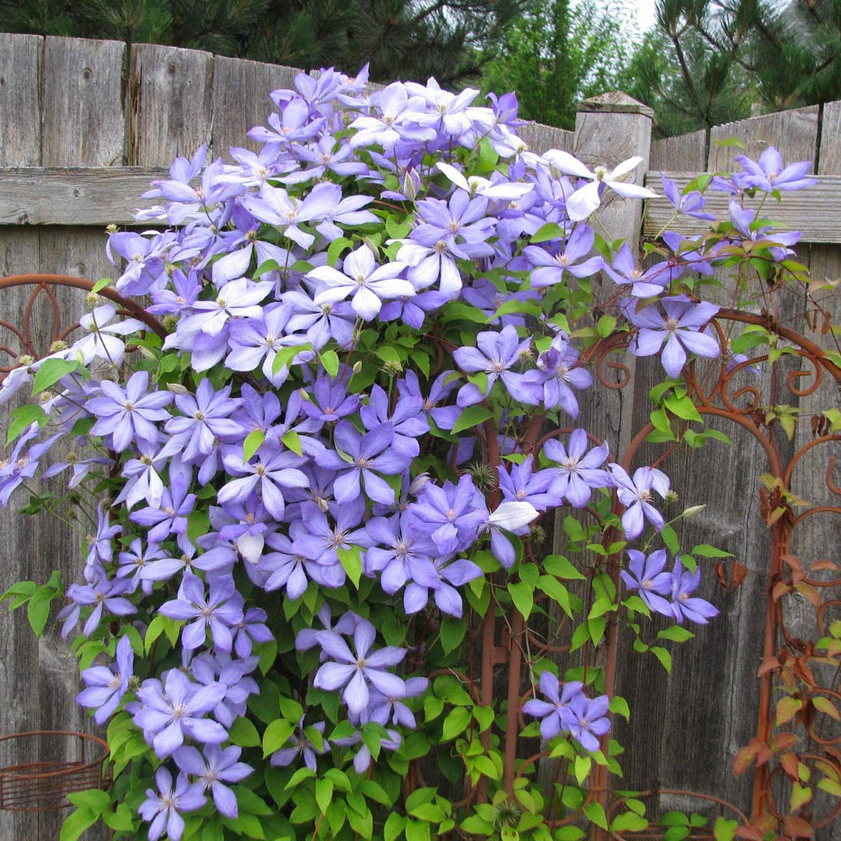 Clematis (Clematita) Mrs Cholmondeley, cu flori albastre-deschise, cataratoare