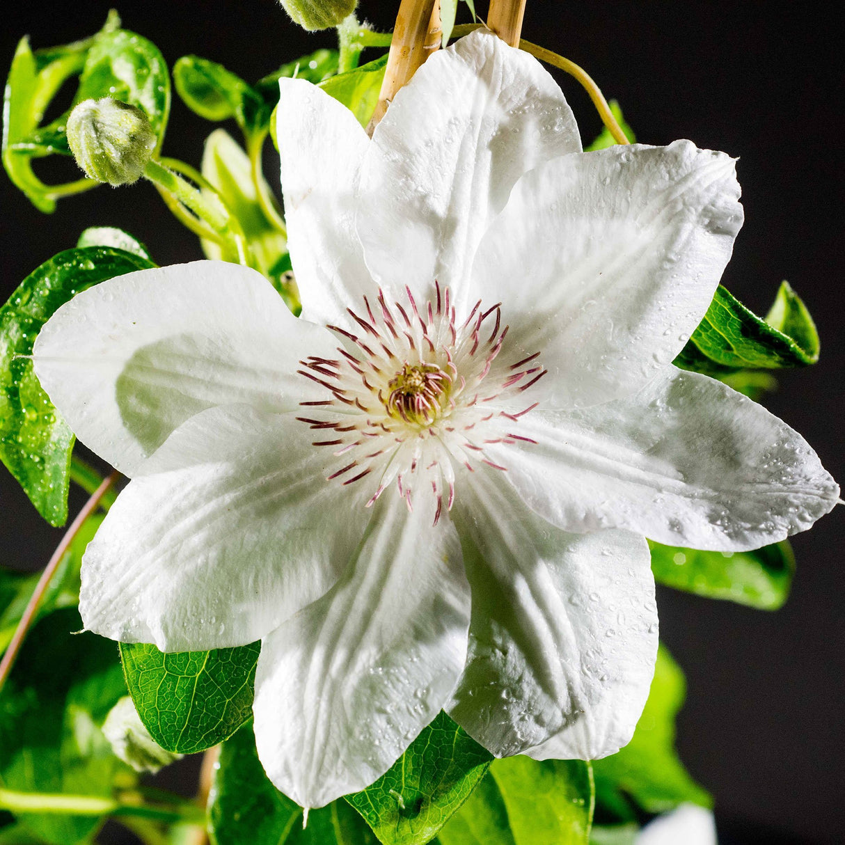 Clematis Mrs George Jackman, cu Flori Albe, Cataratoare