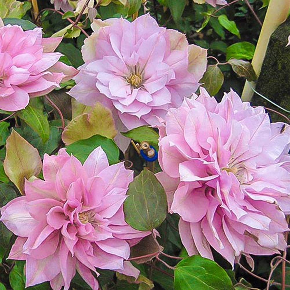 Clematis (Clematita) Multi Pink, cu flori roz, cataratoare