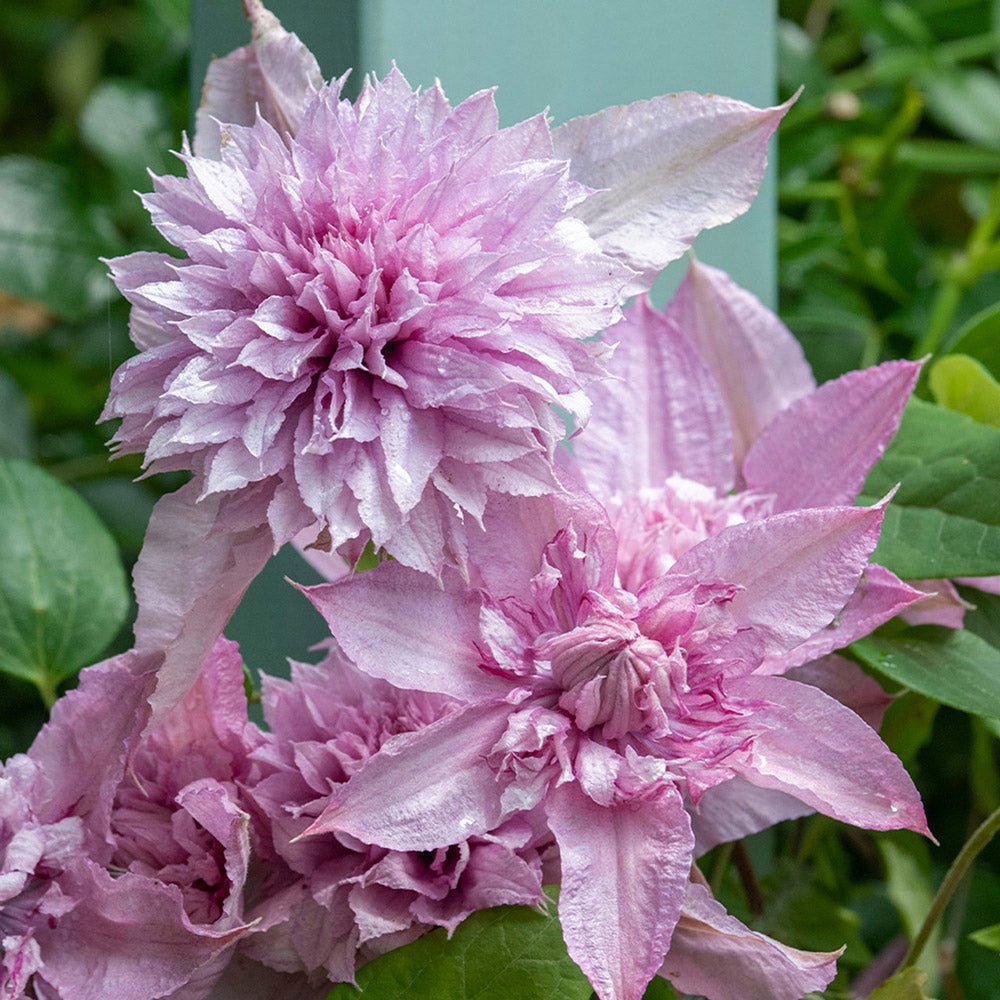 Clematis (Clematita) Multi Pink, cu flori roz, cataratoare