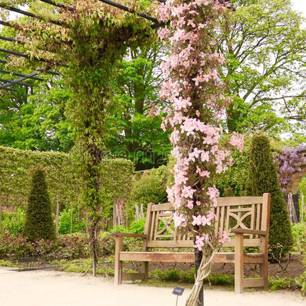 Clematis (Clematita) Multi Pink, cu flori roz, cataratoare