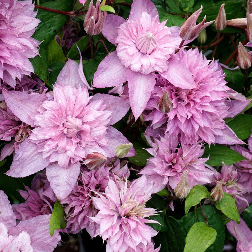 Clematis (Clematita) Multi Pink, cu flori roz, cataratoare