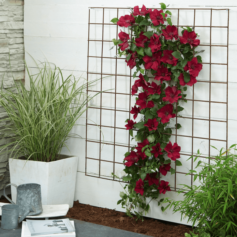 Clematis (Clematita) Nubia, cu Flori Rosu-Inchis, Cataratoare