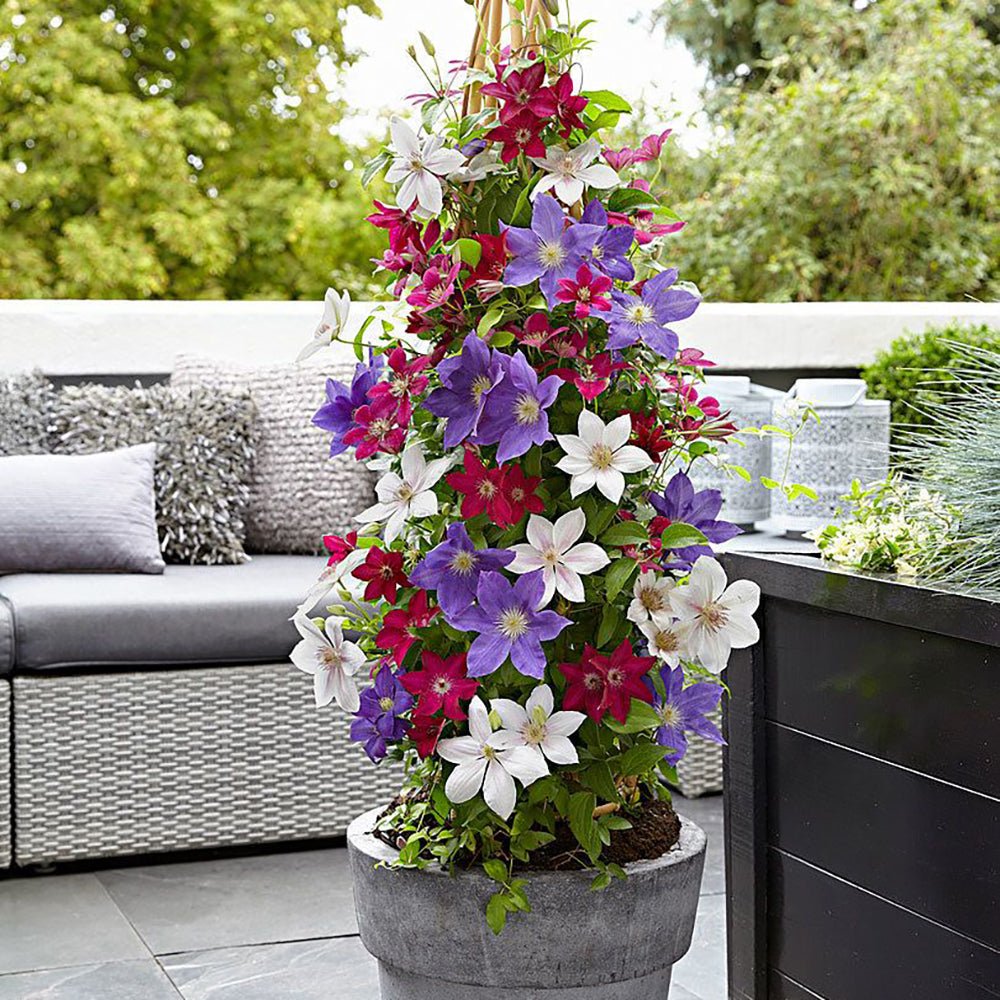 Clematis (Clematita) Nubia, cu Flori Rosu-Inchis, Cataratoare