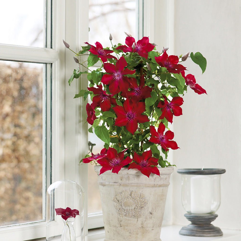 Clematis (Clematita) Nubia, cu Flori Rosu-Inchis, Cataratoare