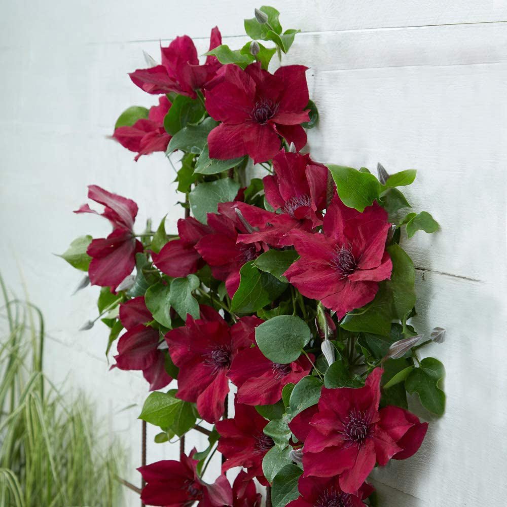 Clematis (Clematita) Nubia, cu Flori Rosu-Inchis, Cataratoare