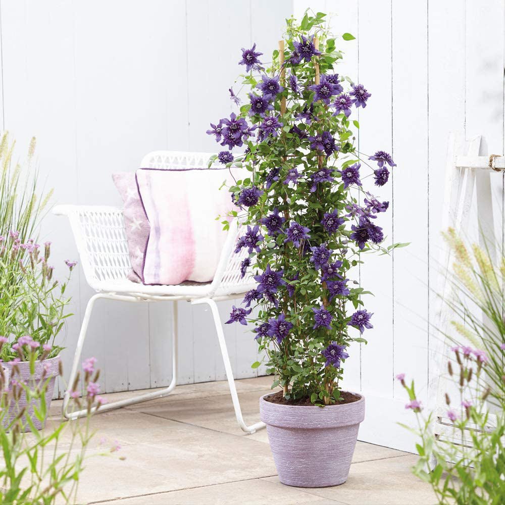 Clematis (Clematita) Olympia, cu flori violet, cataratoare