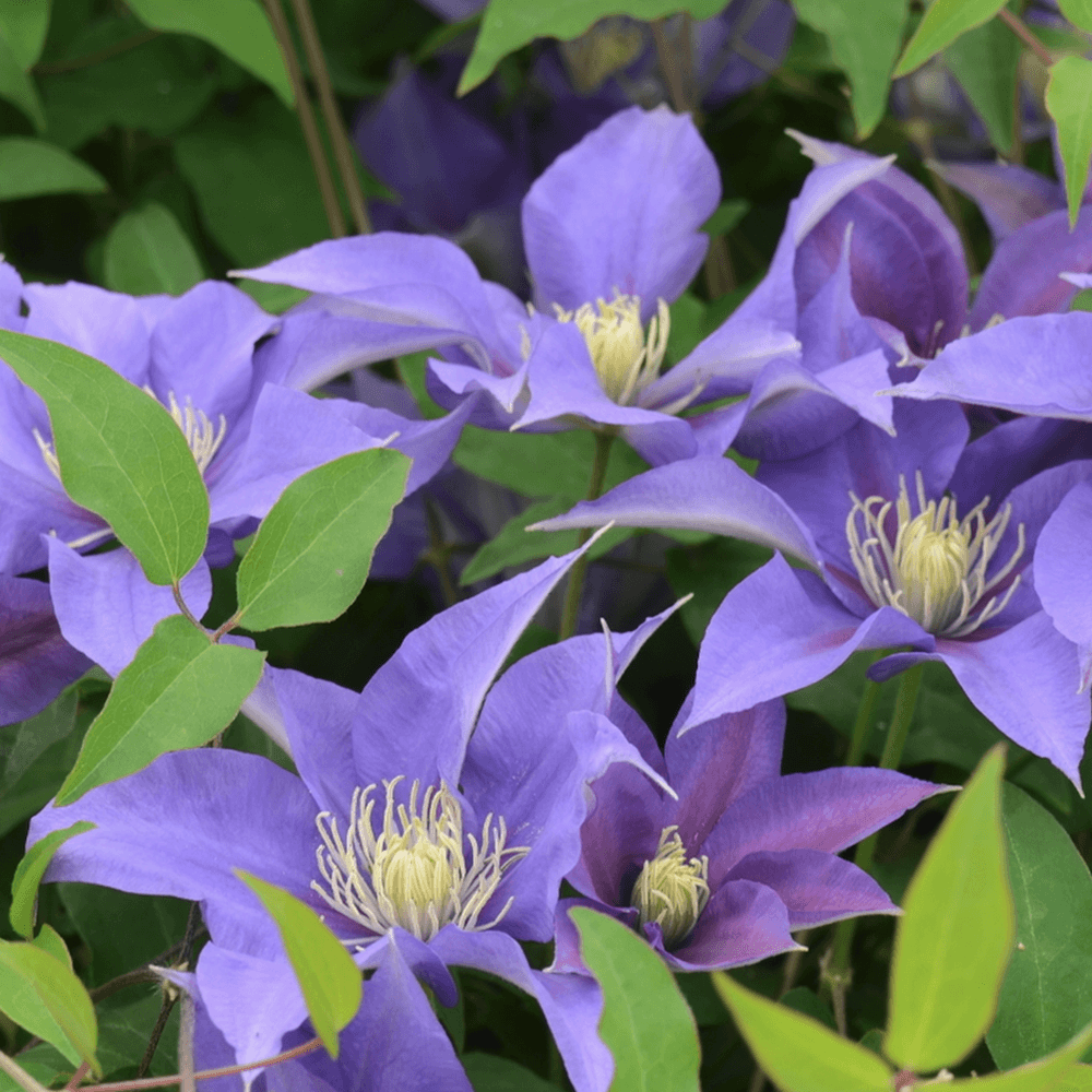Clematis (Clematita) Olympia, cu flori violet, cataratoare