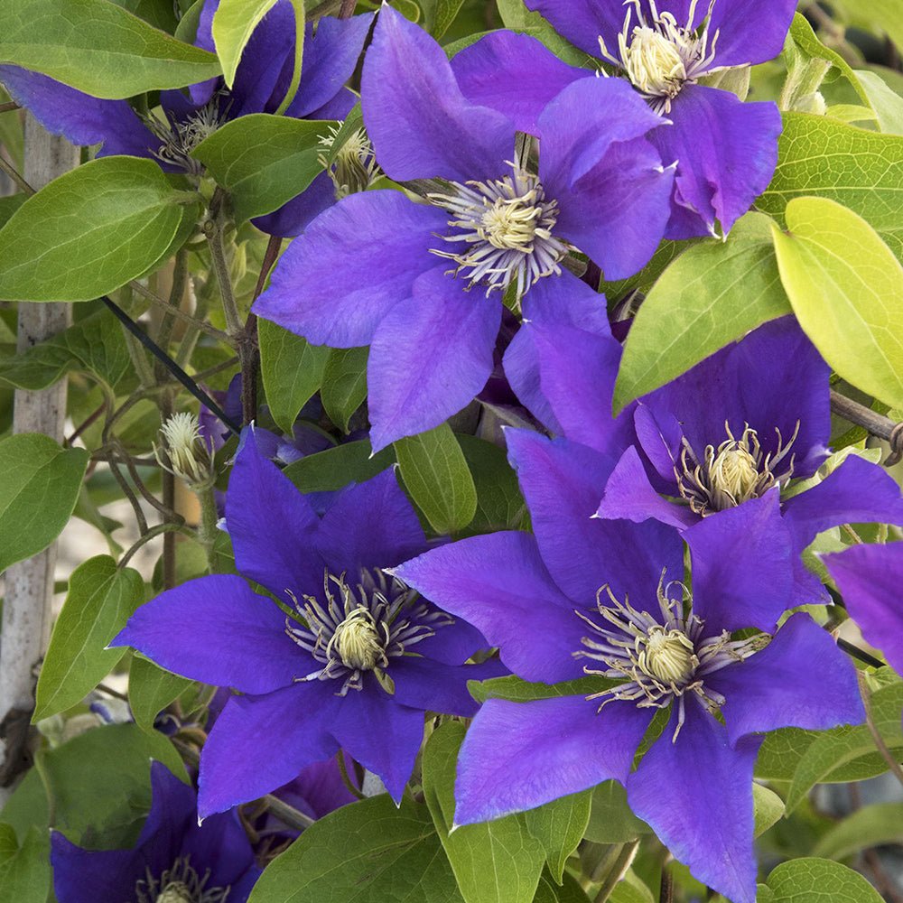 Clematis (Clematita) Olympia, cu flori violet, cataratoare