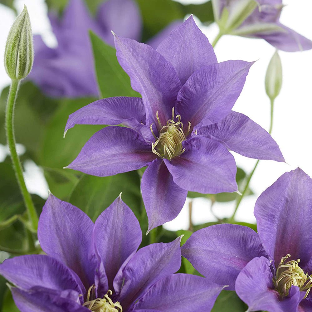 Clematis (Clematita) Olympia, cu flori violet, cataratoare
