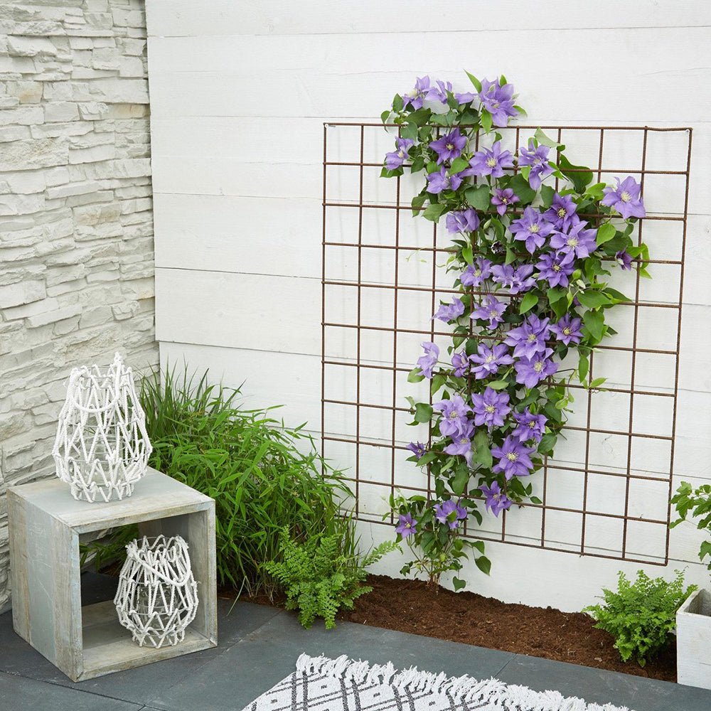 Clematis (Clematita) Olympia, cu flori violet, cataratoare