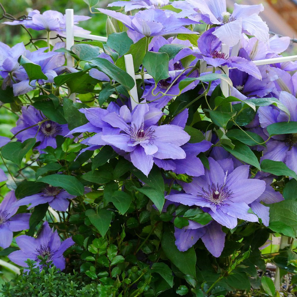 Clematis (Clematita) Parisienne Boulevard, cu flori mov, cataratoare