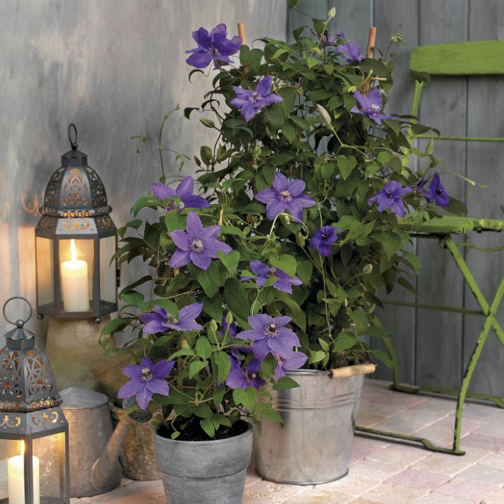 Clematis (Clematita) Parisienne Boulevard, cu flori mov, cataratoare