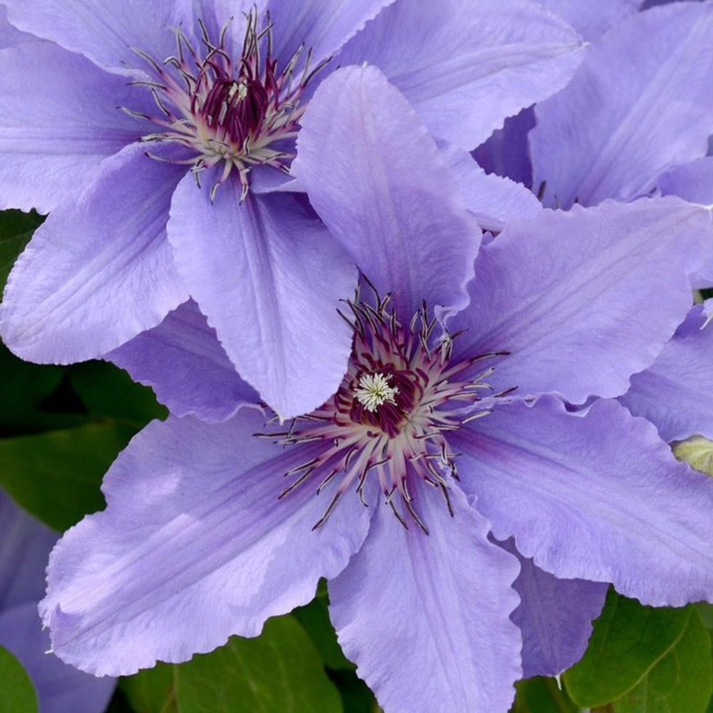 Clematis (Clematita) Parisienne Boulevard, cu flori mov, cataratoare