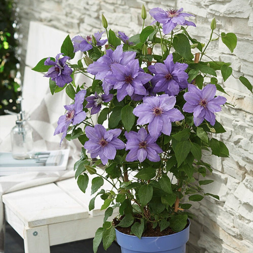 Clematis (Clematita) Parisienne Boulevard, cu flori mov, cataratoare