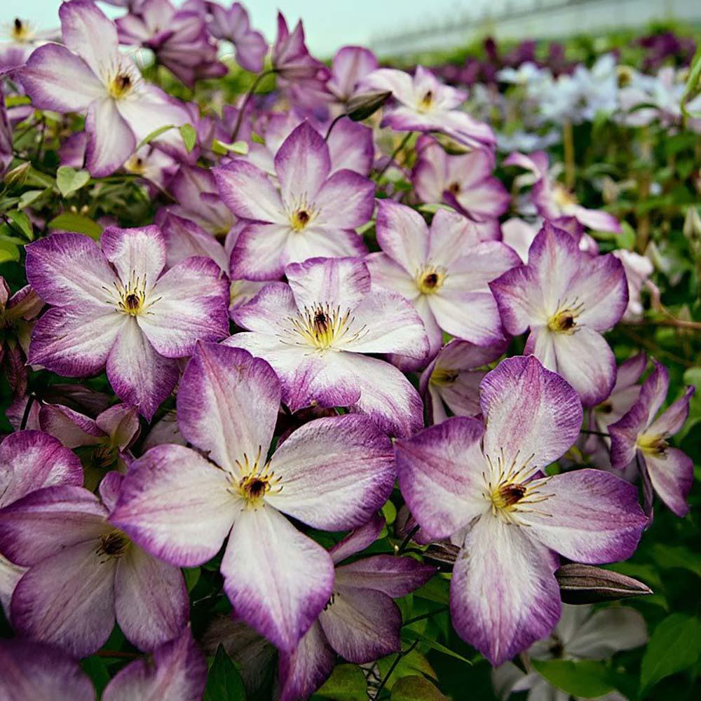 Clematis Pernnille, cu Flori Mov-Alb, Cataratoare