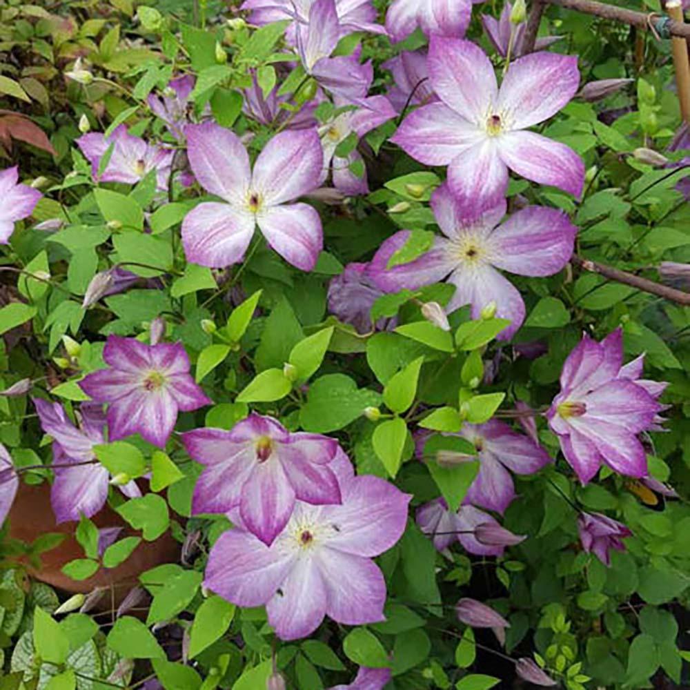 Clematis Pernnille, cu Flori Mov-Alb, Cataratoare