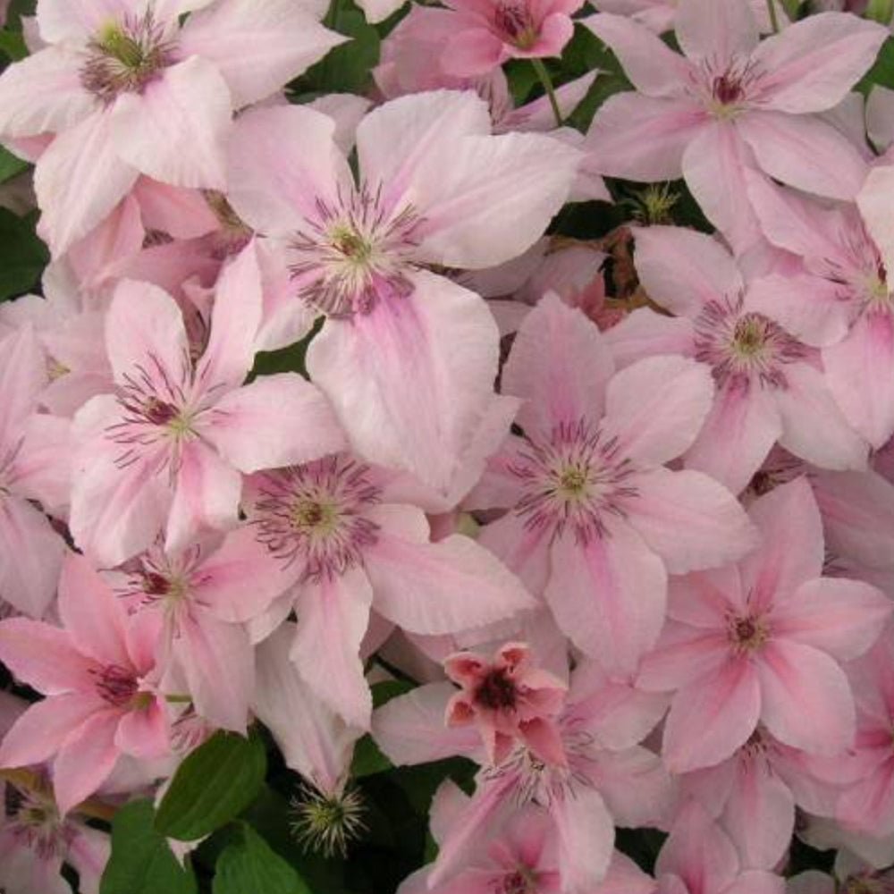 Clematis (Clematita) Pink Fantasy, cu flori roz-pastelat, cataratoare