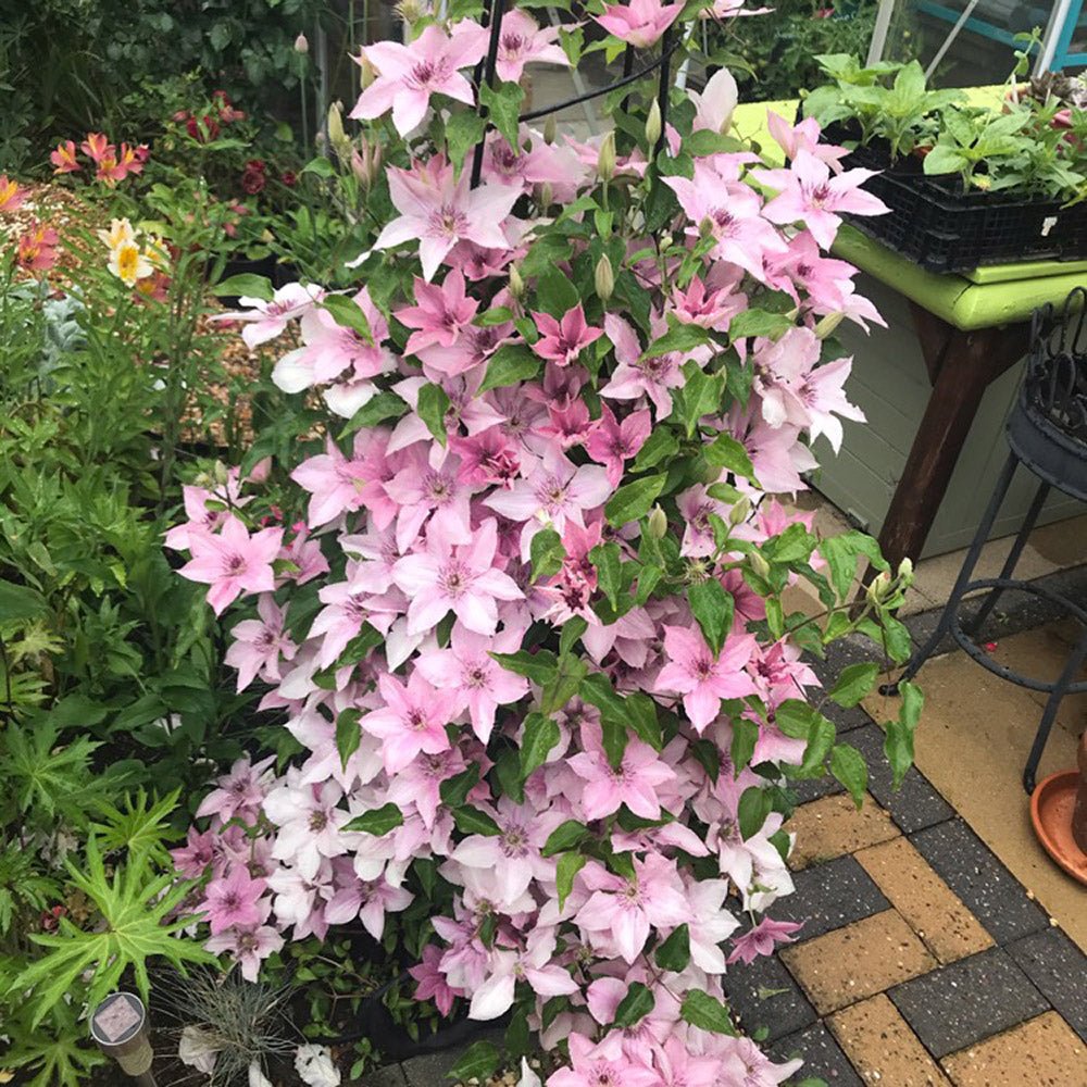 Clematis (Clematita) Pink Fantasy, cu flori roz-pastelat, cataratoare