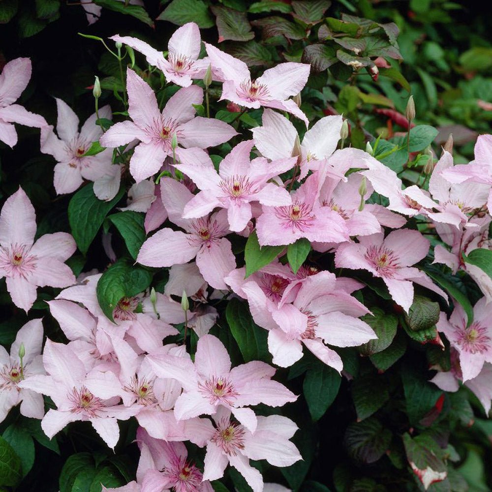 Clematis (Clematita) Pink Fantasy, cu flori roz-pastelat, cataratoare
