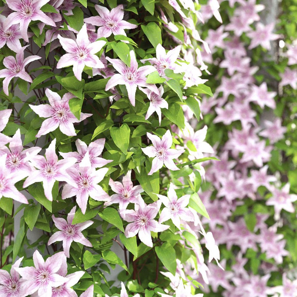 Clematis (Clematita) Pink Fantasy, cu flori roz-pastelat, cataratoare