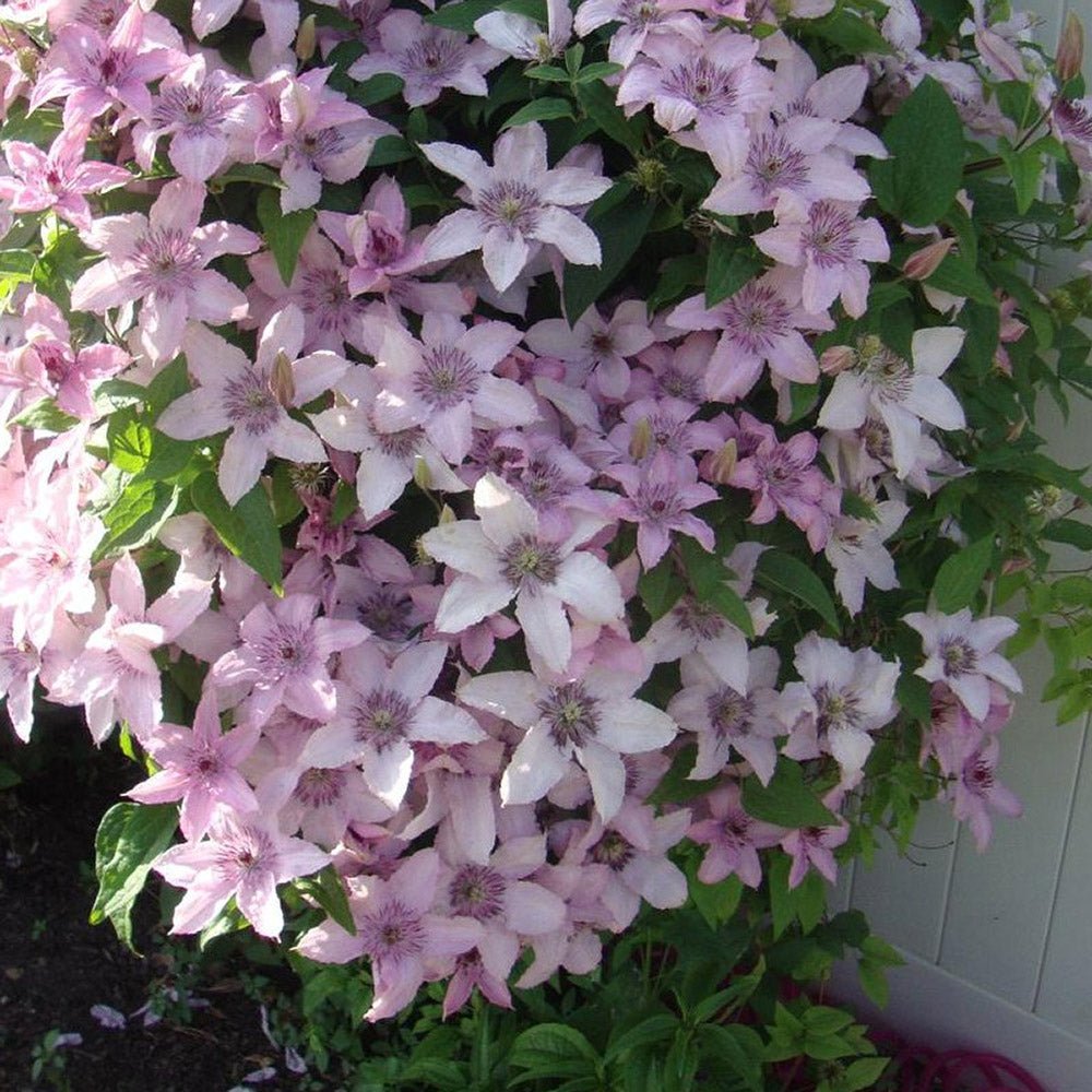 Clematis (Clematita) Pink Fantasy, cu flori roz-pastelat, cataratoare