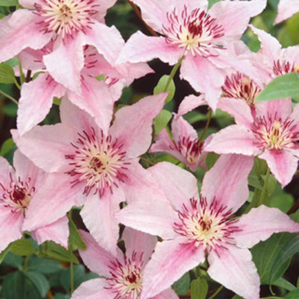 Clematis (Clematita) Pink Fantasy, cu flori roz-pastelat, cataratoare