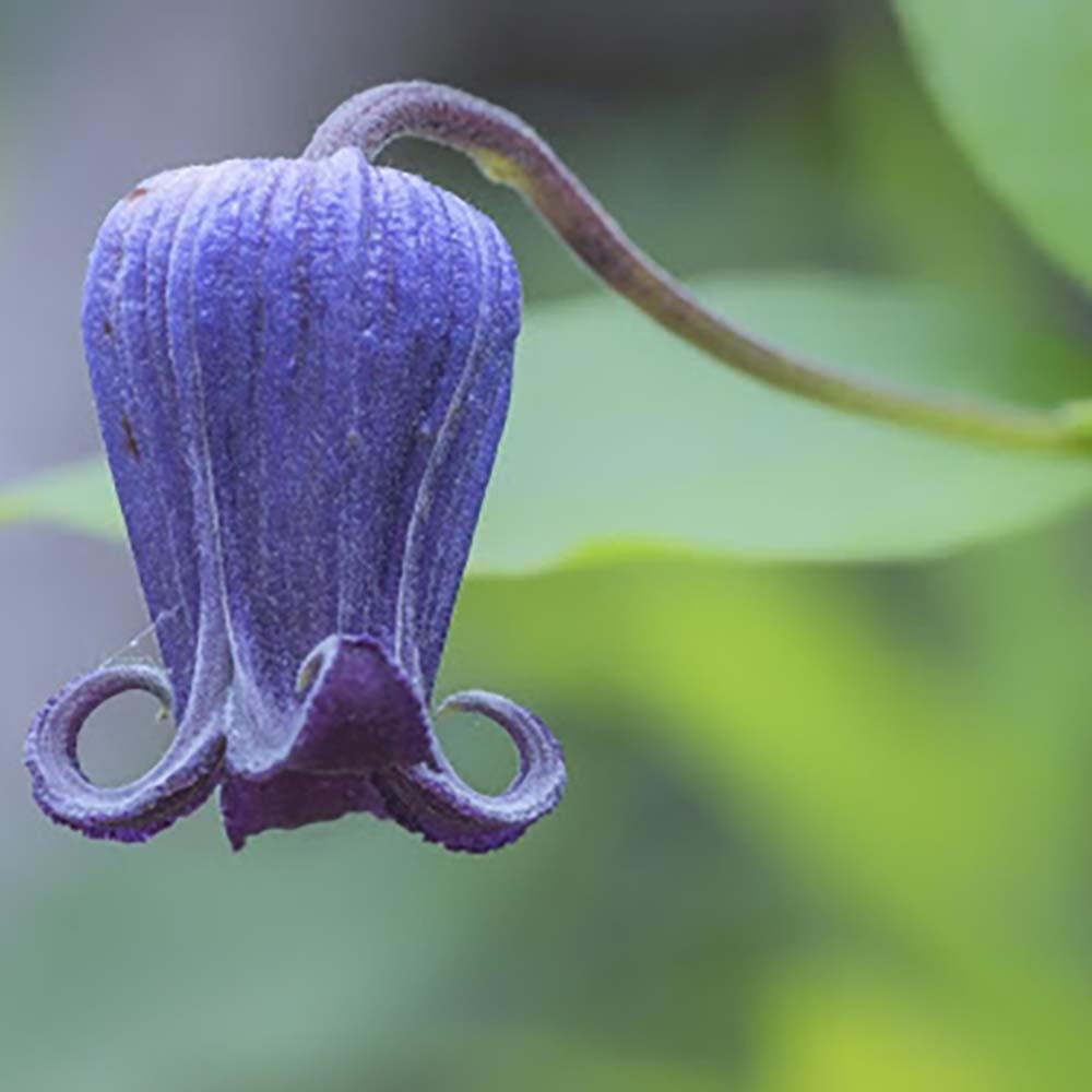 Clematis Pitcheri