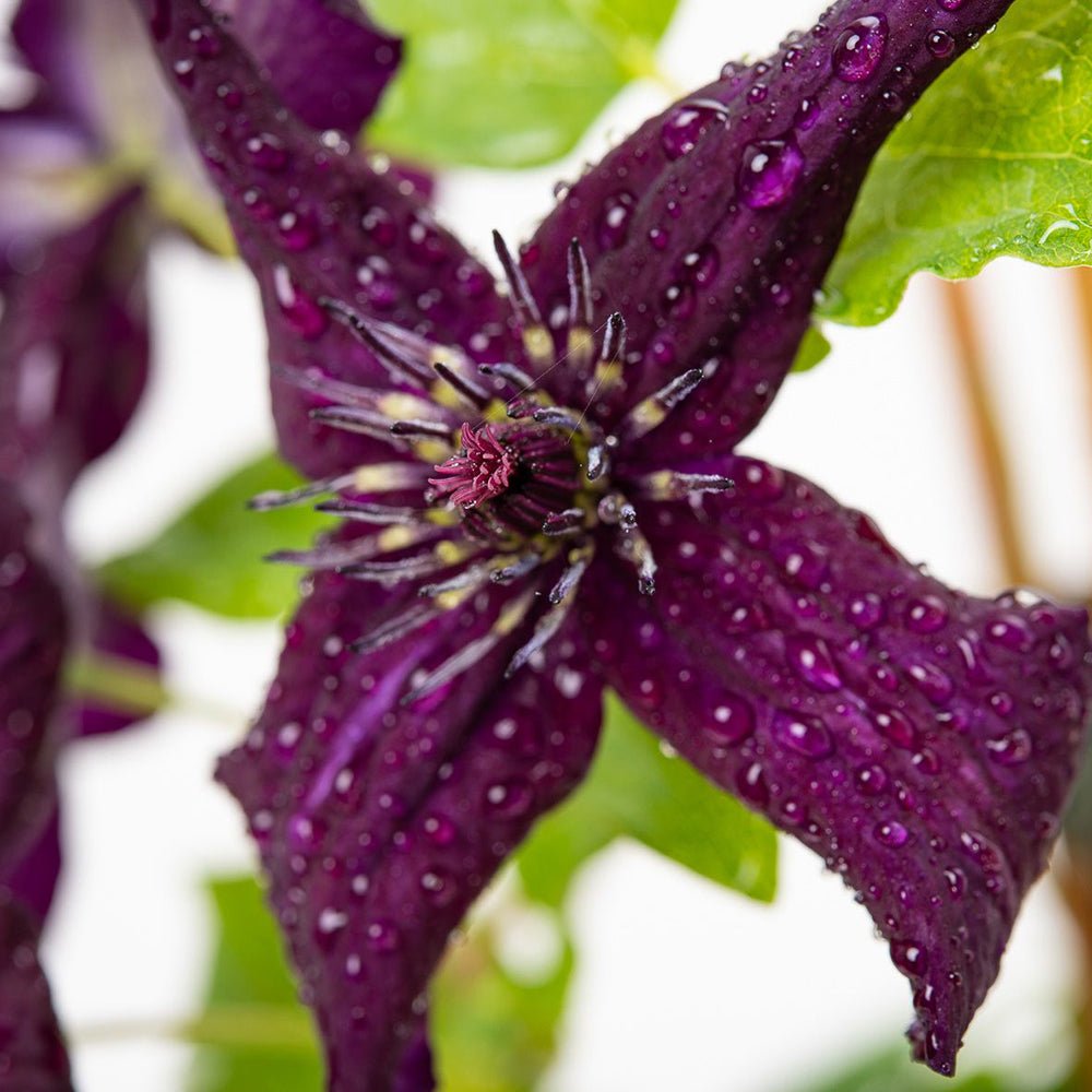 Clematis Polish Spirit, cu Flori Rosu-Burgund, Cataratoare