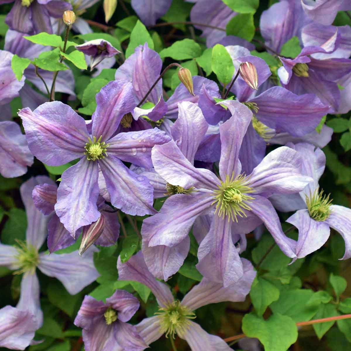 Clematis (Clematita) Prince Charles, cu flori albastre-deschise, cataratoare