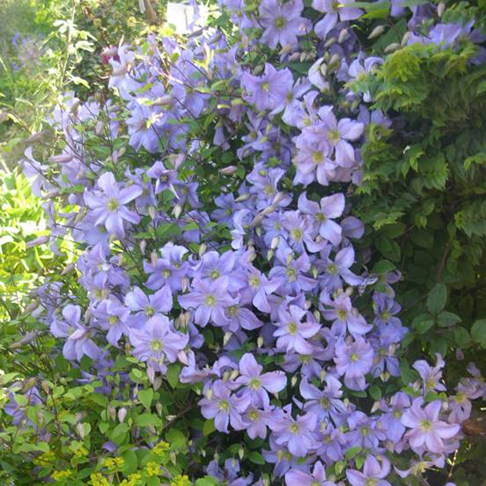 Clematis (Clematita) Prince Charles, cu flori albastre-deschise, cataratoare
