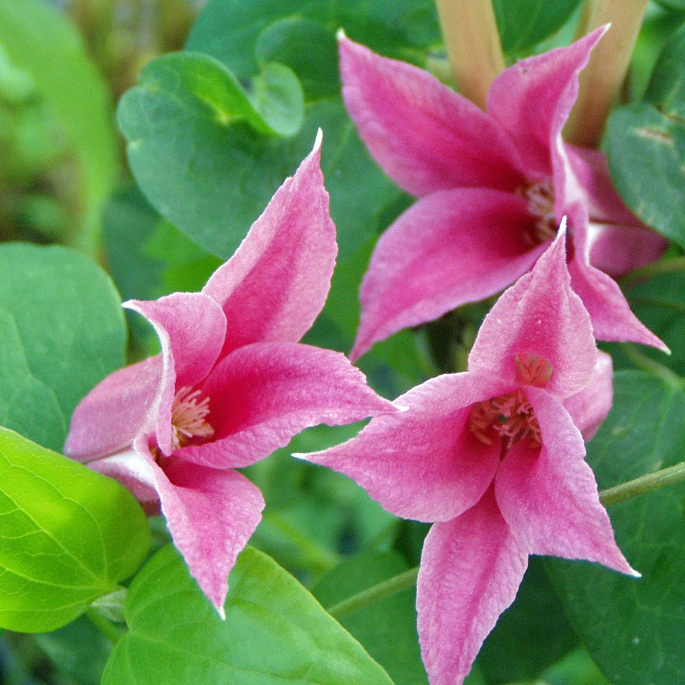 Clematis (Clematita) Princess Diana, cu Flori roz-rosu, Cataratoare