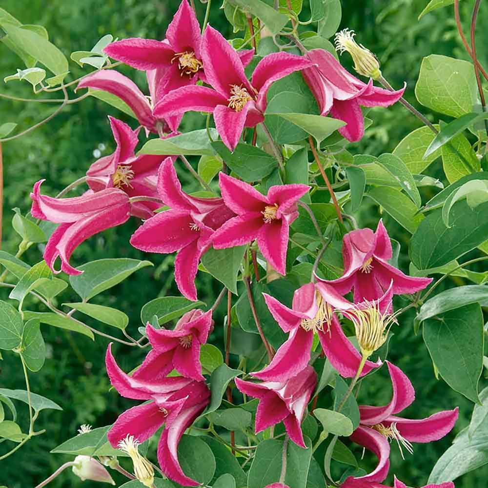 Clematis (Clematita) Princess Diana, cu Flori roz-rosu, Cataratoare