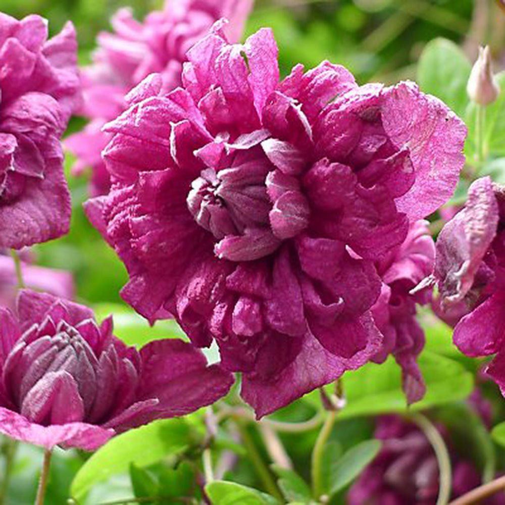 Clematis (Clematita) Purpurea Plena Elegans, cu Flori rosii, Cataratoare