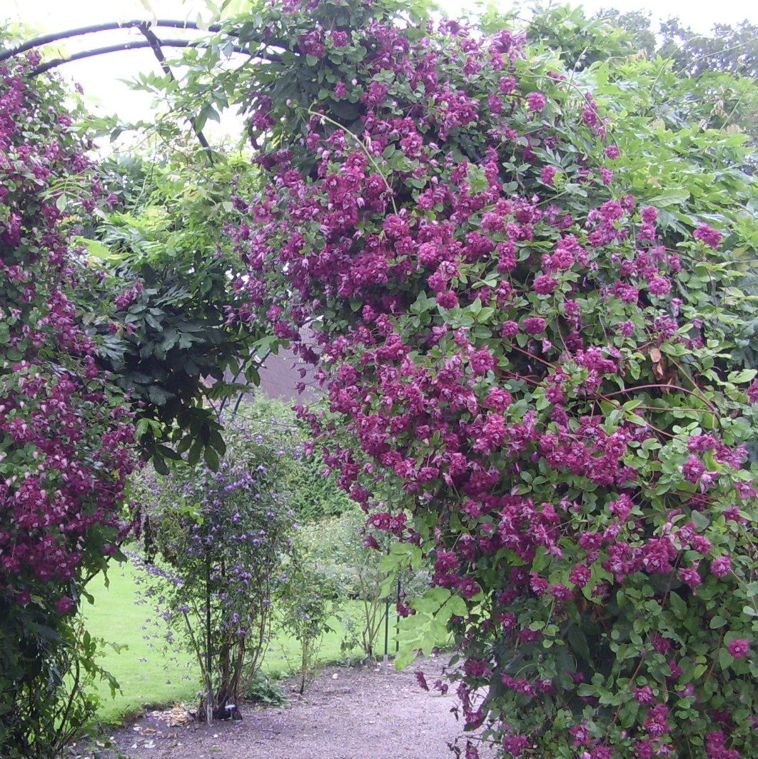 Clematis (Clematita) Purpurea Plena Elegans, cu Flori rosii, Cataratoare