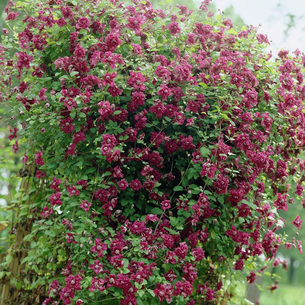 Clematis (Clematita) Purpurea Plena Elegans, cu Flori rosii, Cataratoare