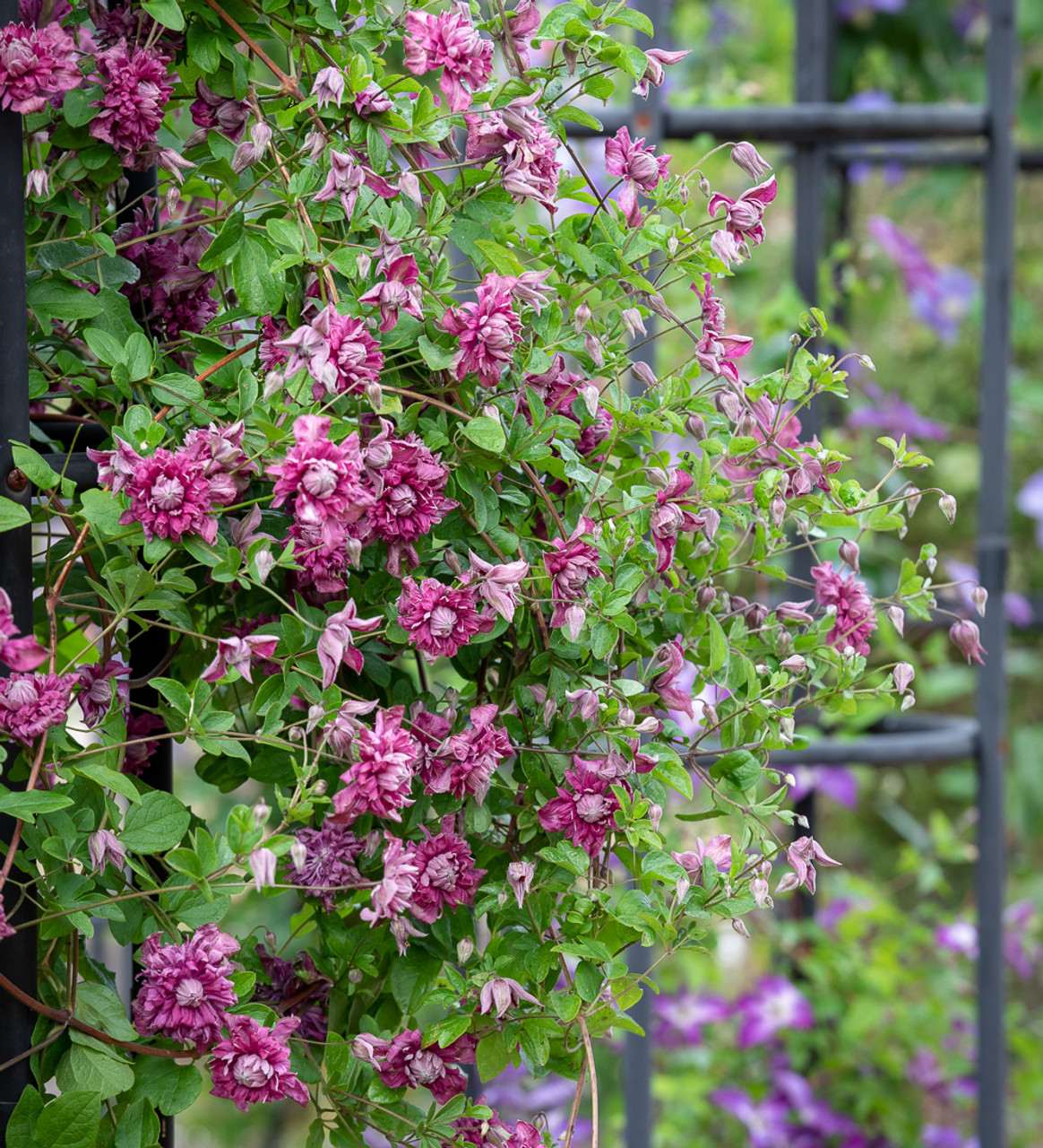 Clematis (Clematita) Purpurea Plena Elegans, cu Flori rosii, Cataratoare