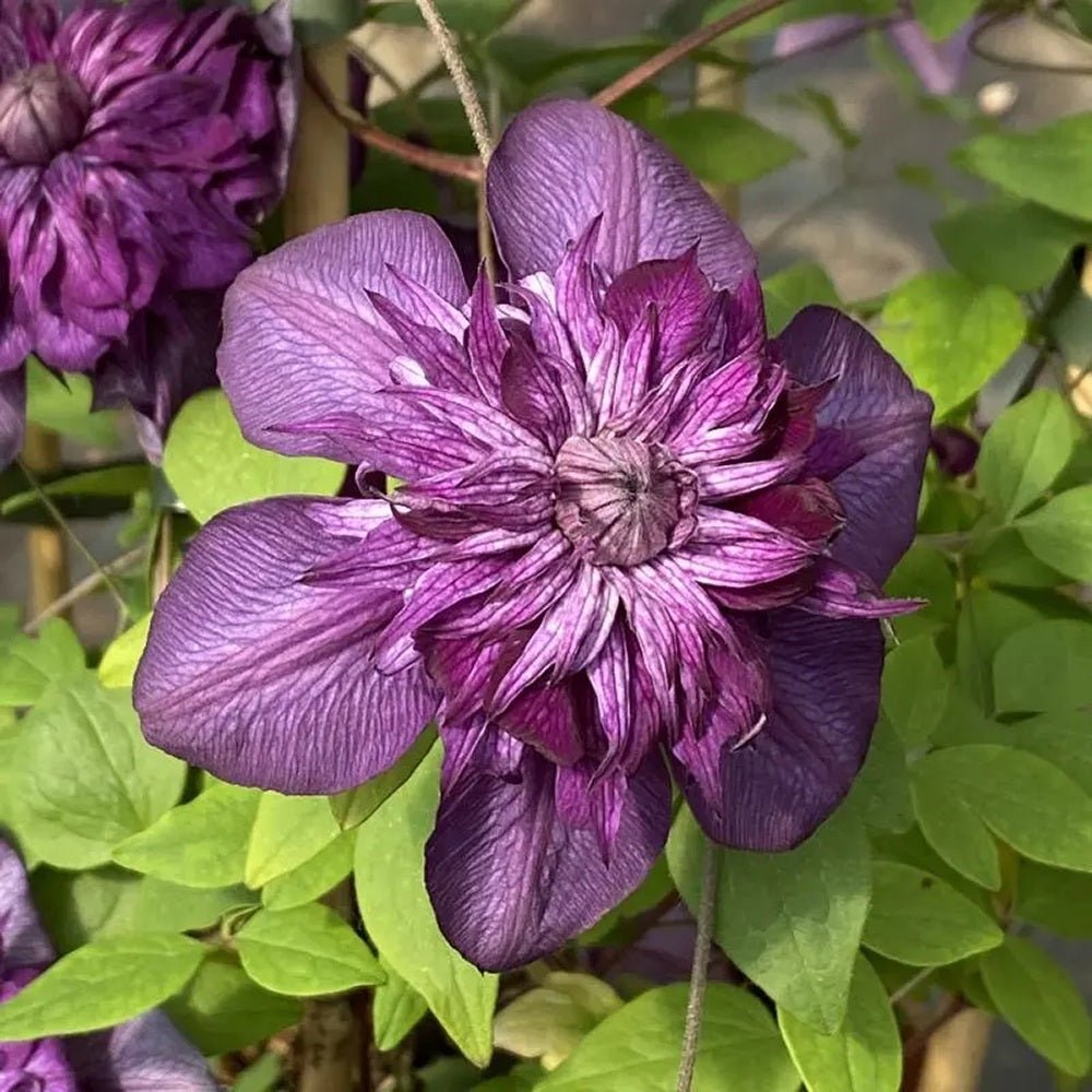 Clematis purpuriu-inchis Cassis, Cataratoare