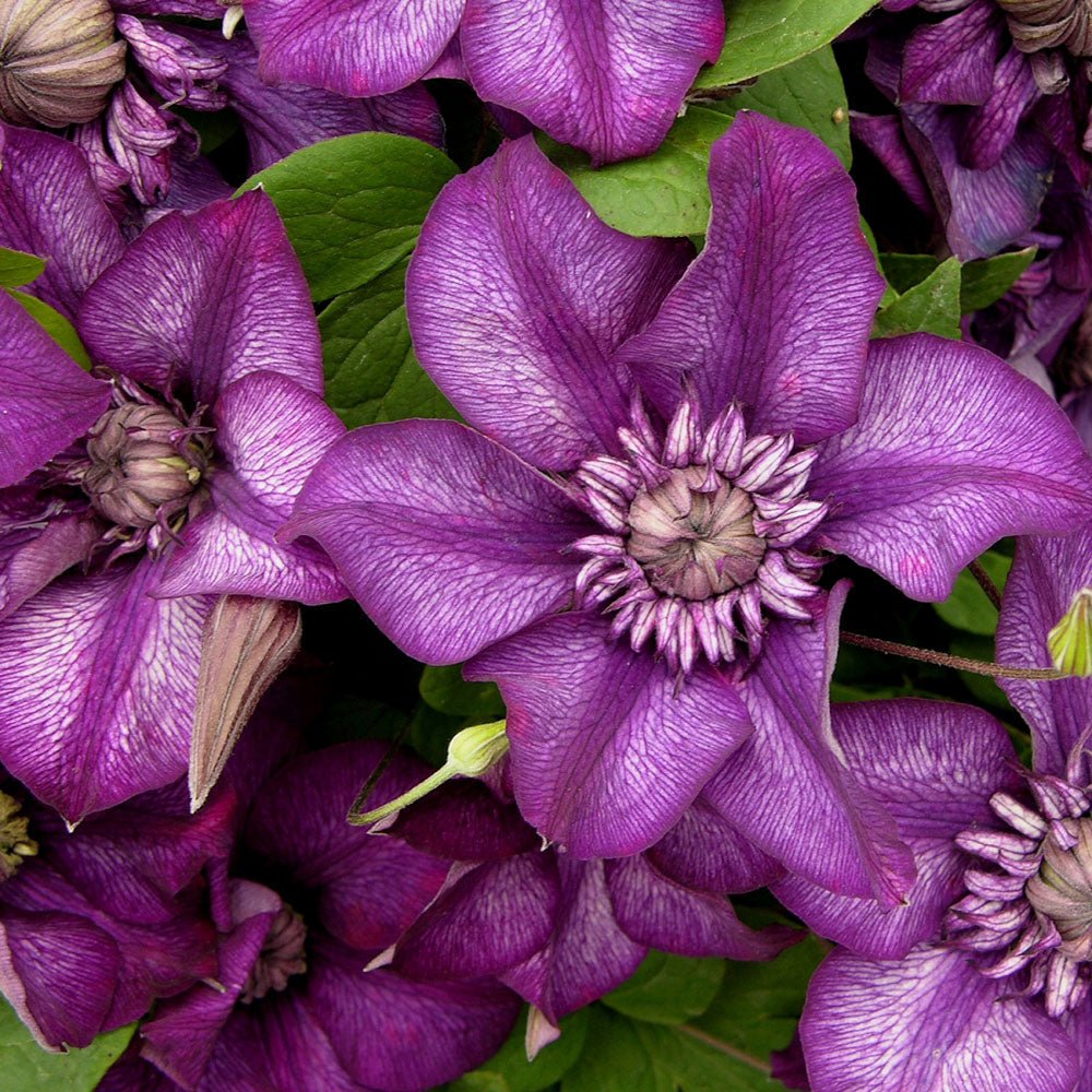 Clematis purpuriu-inchis Cassis, Cataratoare