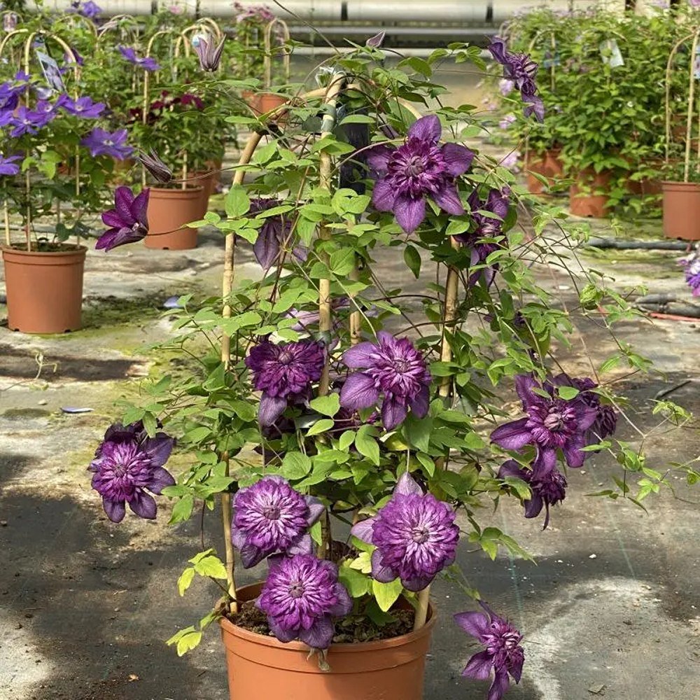 Clematis purpuriu-inchis Cassis, Cataratoare