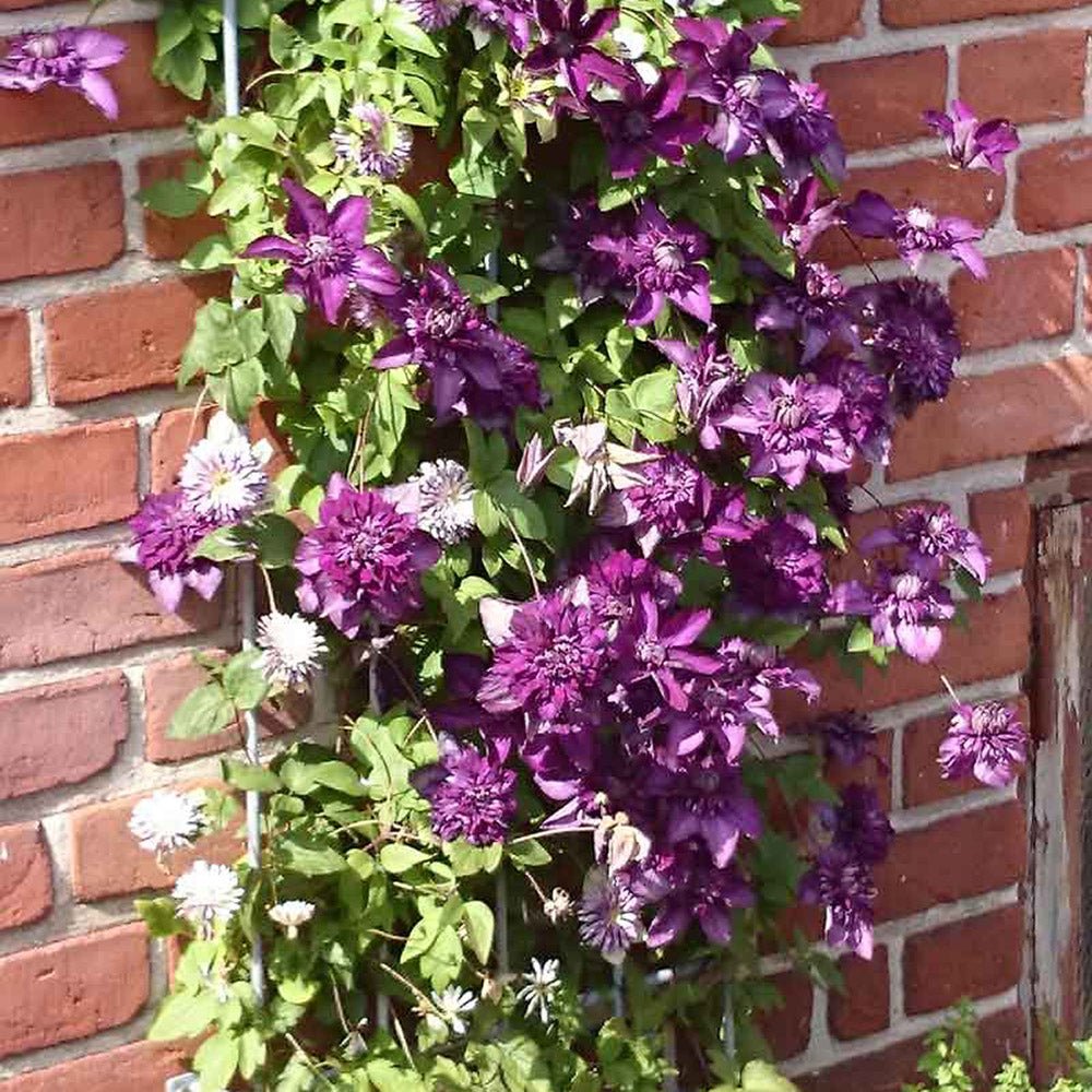 Clematis purpuriu-inchis Cassis, Cataratoare