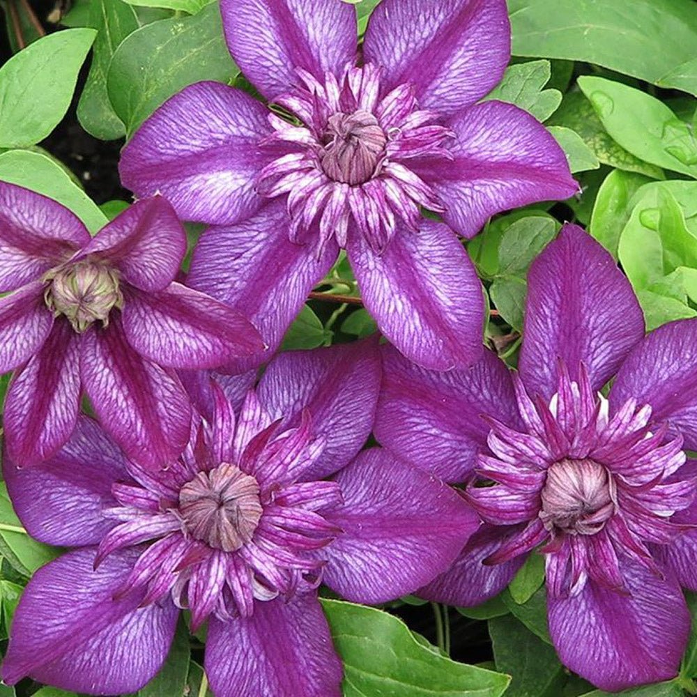 Clematis purpuriu-inchis Cassis, Cataratoare