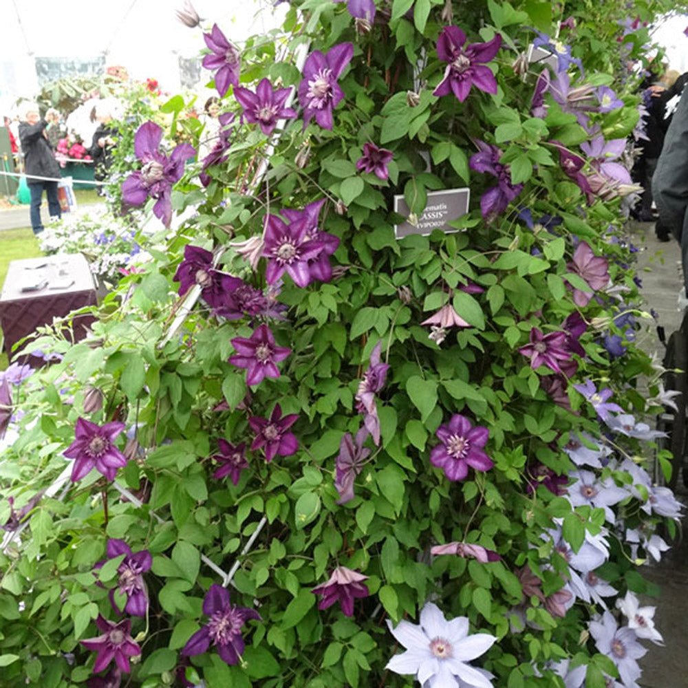 Clematis purpuriu-inchis Cassis, Cataratoare