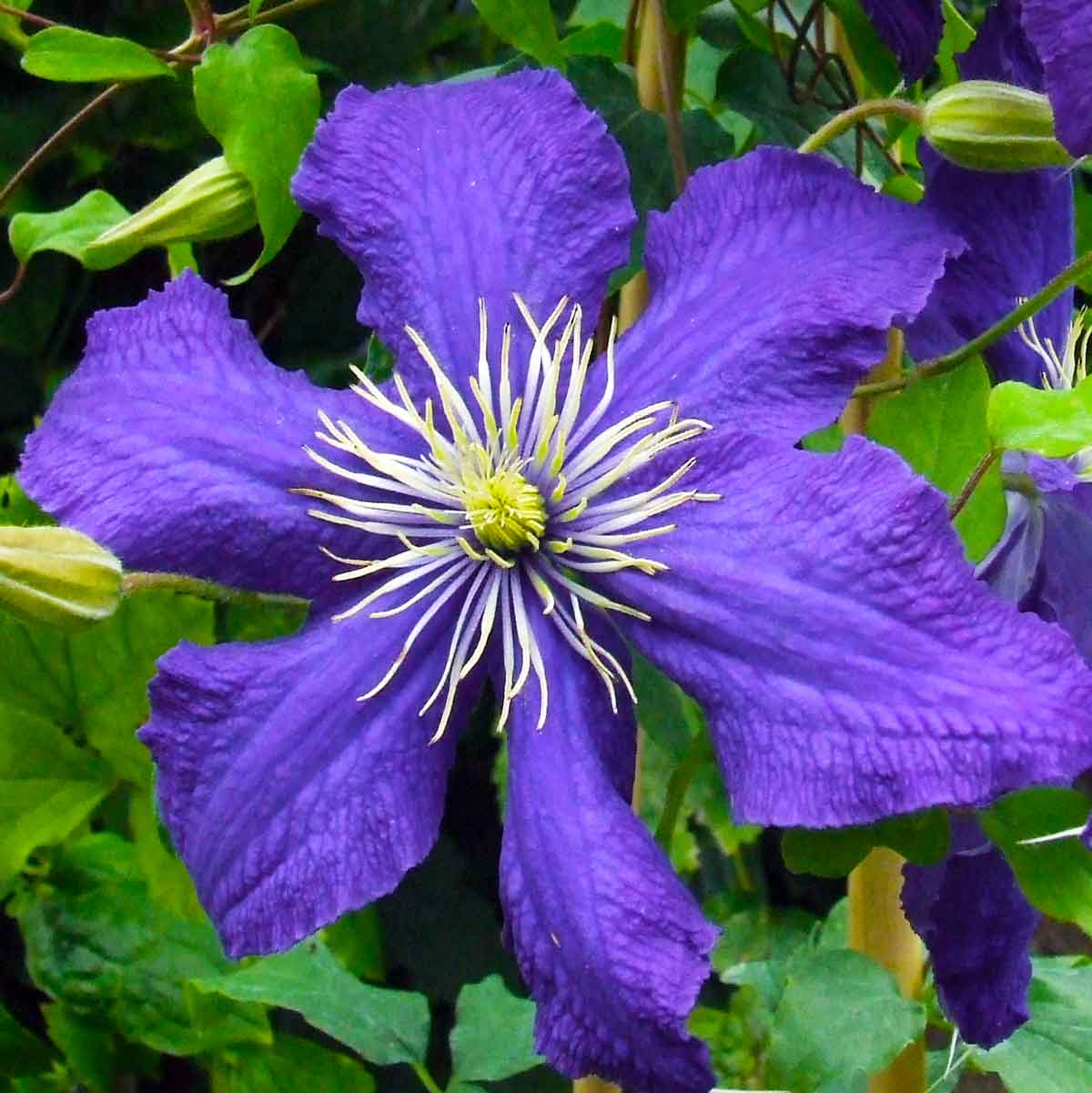 Clematis (Clematita) Rhapsody, cu flori albastre-violet, cataratoare