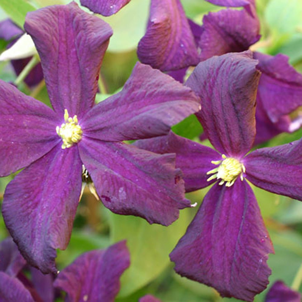 Clematis (Clematita) Romantika, cu Flori mov-inchise, Cataratoare