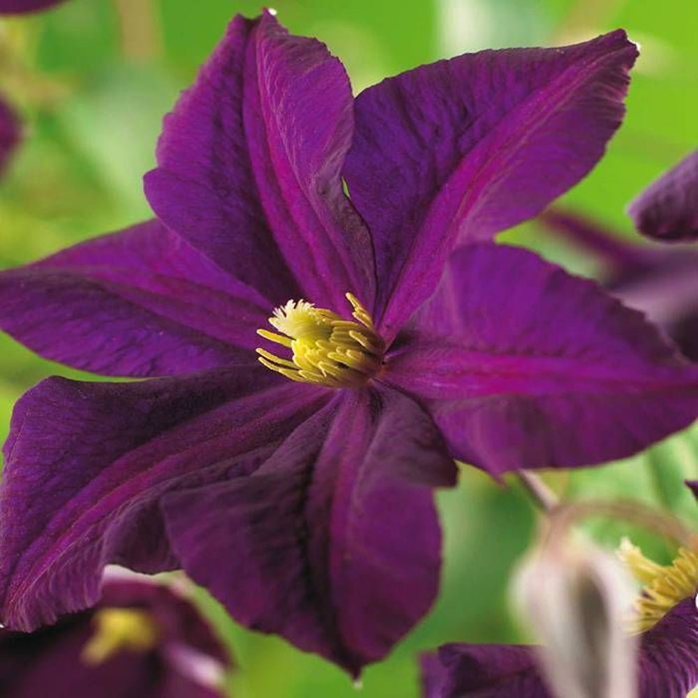 Clematis (Clematita) Romantika, cu Flori mov-inchise, Cataratoare