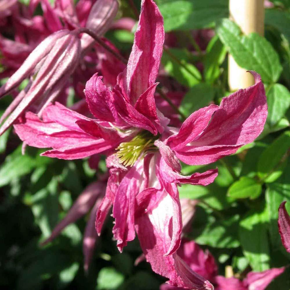 Clematis Rosalyn, cu Flori Rosu-Deschis, Cataratoare