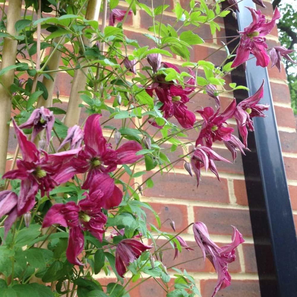 Clematis Rosalyn, cu Flori Rosu-Deschis, Cataratoare