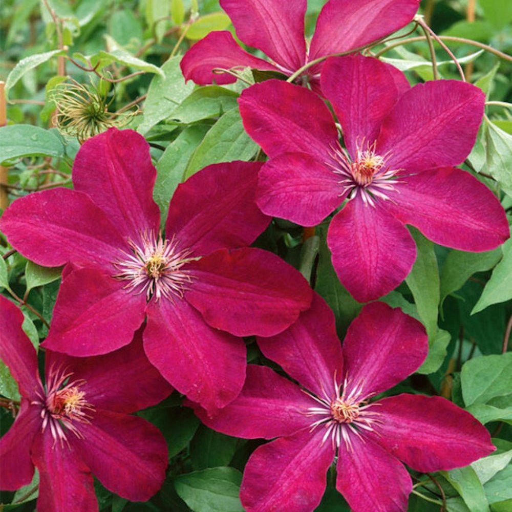 Clematis (Clematita) Rouge Cardinal, cu Flori Purpurii, Cataratoare